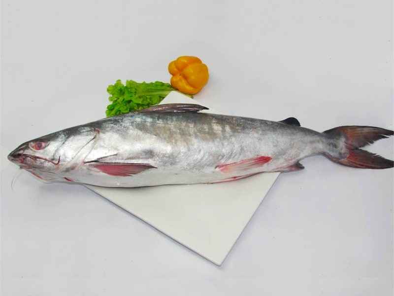 Sea Rita Fish ( সামুদ্রিক রিটা মাছ. ) thumbnail 4