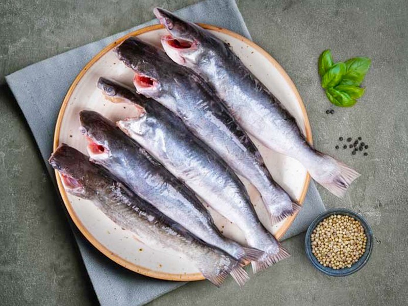 Sea Rita Fish ( সামুদ্রিক রিটা মাছ. ) thumbnail 5