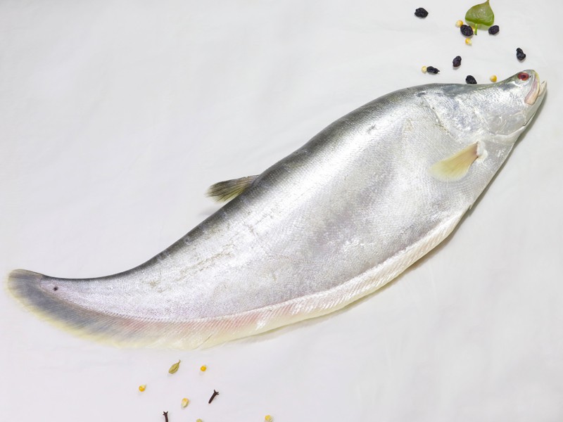 River Chitol Fish (চিতল মাছ) thumbnail 3